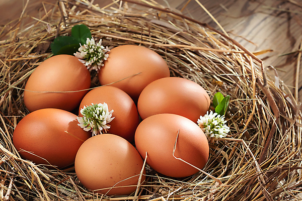 포토 JPG 해외이미지 실내 사람없음 계란 토끼풀 둥지 담기 토끼풀꽃 해외포토 식물 꽃 모션 내부 알 파일형식 이미지허브