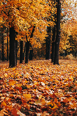포토 JPG 해외이미지 백그라운드 낙엽 단풍나무 사람없음 야외 주황색 숲 해외포토 나무 컬러 단풍 잎 파일형식 이미지허브