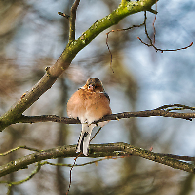 포토 JPG 해외이미지 나무 동물 한마리 유럽 야생동물 겨울 오렌지 자연 조류 사람없음 야외 정원 맑음 추위 숲 작음 깃털 내추럴 동물상 해외포토 식물 1 계절 나라 과일 날씨 조형물 크기 생태계 파일형식 이미지허브