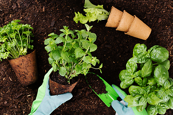 포토 JPG 해외이미지 손 화분 백그라운드 잎 자연 신체부위 정원 흙 잡기 모종삽 삽 심기 해외포토 식물 모션 사람 생태계 파일형식 이미지허브