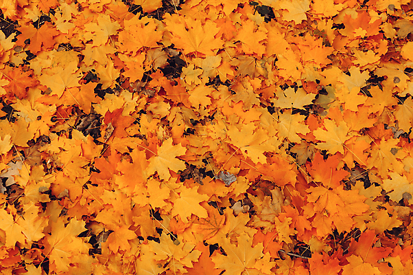 포토 JPG 해외이미지 백그라운드 단풍 낙엽 사람없음 주황색 나뭇가지 해외포토 나무 컬러 잎 파일형식 이미지허브