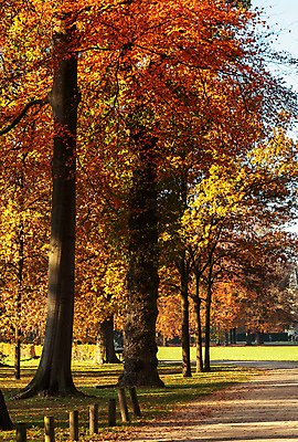 포토 JPG 해외이미지 주간 공원 단풍 단풍나무 사람없음 야외 해외포토 자연요소 나무 공공시설 잎 파일형식 이미지허브