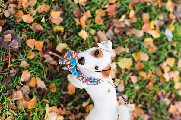 포토 JPG 해외이미지 주간 한마리 반려견 낙엽 사람없음 야외 아웃포커스 반려동물 하이앵글 산책 올려보기 강아지 잭러셀테리어 해외포토 자연요소 동물 1 뷰포인트 잎 모션 휴식 촬영기법 개 테리어 파일형식 이미지허브