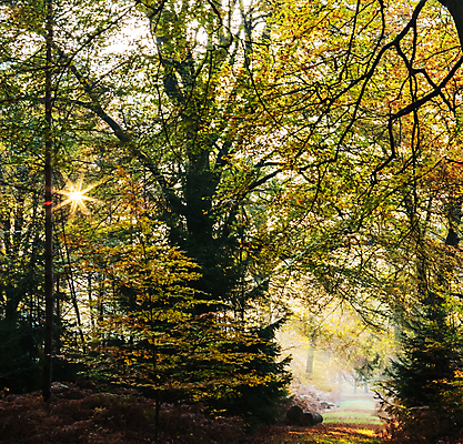 포토 JPG 해외이미지 주간 나무 사람없음 야외 빛 해외포토 자연요소 식물 파일형식 이미지허브