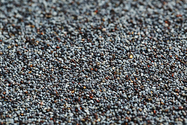 포토 JPG 해외이미지 잡화 음식 백그라운드 농업 재료 추상 건조 건강 요리 씨앗 사람없음 파란색 쌓기 우주 검은색 흰색 고명 조미료 맛 먹기 향신료 묘사 유기농 질감 날것 양귀비 레시피 흙더미 고립 넘어짐 밭일 블러 해외포토 식물 웰빙 꽃 산업 컬러 컨셉 무늬 모션 흙 향미료 파일형식 더미 이미지허브