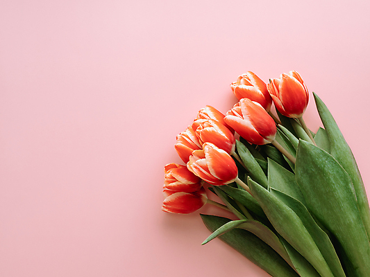 포토 JPG 해외이미지 분홍색 여러송이 실내 사람없음 튤립 해외포토 꽃 컬러 다수 내부 파일형식 이미지허브