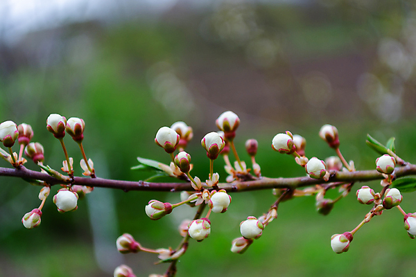 포토 JPG 해외이미지 나무 식물 꽃잎 꽃 백그라운드 잎 꽃무늬 자연 친절 부활절 새로움 사람없음 초록색 뷰티 환경 정원 일본 봄 성장 벚꽃 흰색 나뭇가지 신선 개화 체리 소프트포커스 작음 4월 유기농 원예 분무기 내추럴 해외포토 웰빙 계절 기념일 아시아 컬러 컨셉 무늬 과일 촬영기법 취미 날짜 크기 생태계 파일형식 이미지허브