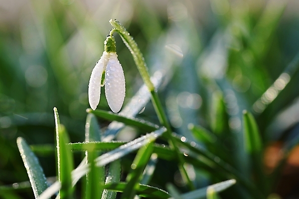 포토 JPG 해외이미지 꽃잎 꽃 잎 사람없음 아웃포커스 개화 스노드롭 해외포토 식물 촬영기법 파일형식 이미지허브