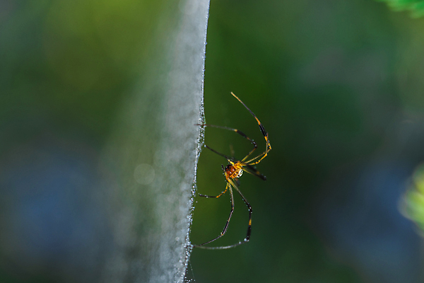 포토 JPG 해외이미지 패턴 자연 사람없음 초록색 여름 검은색 거미 F 해외포토 알파벳 계절 컬러 곤충 무늬 생태계 파일형식 이미지허브