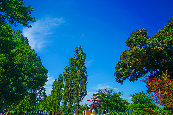 포토 JPG 해외이미지 나무 공원 자연 하늘 사람없음 목재 일본 도쿄 수분 만족 해외포토 식물 공공시설 감정 아시아 재료 생태계 파일형식 이미지허브