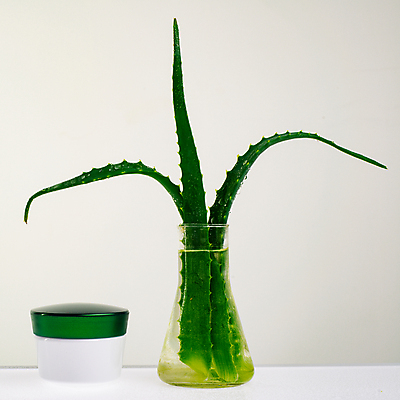 포토 JPG 해외이미지 디자인 꽃 백그라운드 잎 꽃무늬 신체 텍스트 자연 벽지 수채화 프레임 건강 선물 사람없음 야외 치료 초록색 물 빛 약 정원 봄 성장 흰색 나뭇가지 신선 마사지 최고 우아함 상품 수분 다발 허브 피부 크림 향수 묘사 내추럴 돌봄 바이오 알로에 국경 해외포토 자연요소 나무 식물 계절 컬러 컨셉 무늬 의학 모션 신체부위 화장품 생태계 파일형식 이미지허브