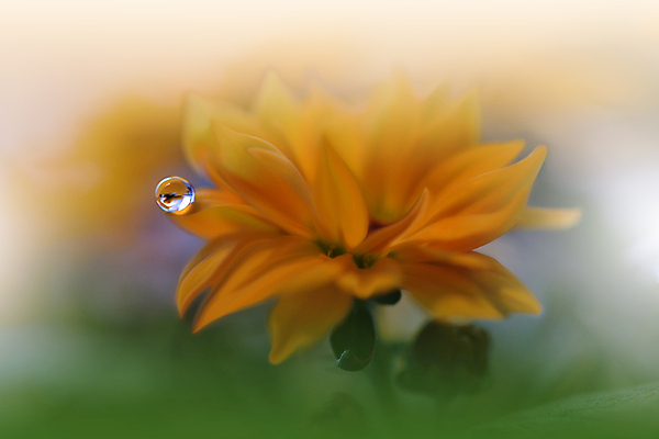 포토 JPG 해외이미지 식물 디자인 배너 꽃 백그라운드 꽃무늬 자연 벽지 추상 휴가 새로움 기념 사랑 미술 사람없음 장식 여름 컬러풀 뷰티 봄 낭만 덮개 벚꽃 물방울 축하 인사 신용카드 메뉴 데이지 캔버스 초대 파스텔톤 국경 해외포토 계절 감정 컬러 컨셉 무늬 문화예술 금융 뚜껑 예절 생태계 파일형식 이미지허브