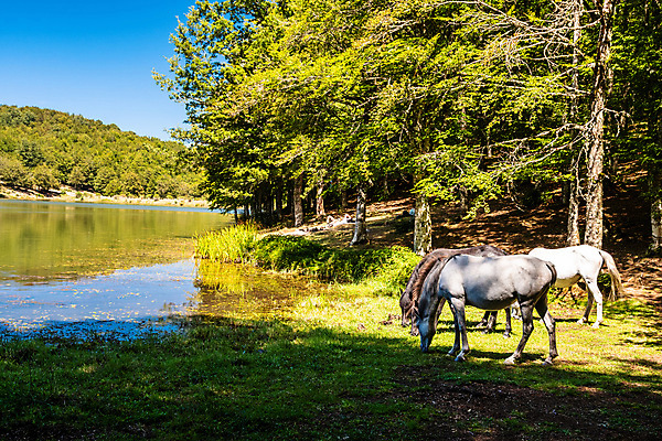 포토 JPG 해외이미지 나무 계절 공원 도로 호수 백그라운드 농업 자연 하늘 산 프레임 사람없음 야외 목재 초록색 물 파란색 빛 강 햇빛 뷰티 반사 환경 봄 흰색 나뭇가지 숲 화산 스카이라인 내추럴 전국 해외포토 자연요소 식물 공공시설 산업 길 컬러 재료 교통시설 태양 생태계 파일형식 이미지허브