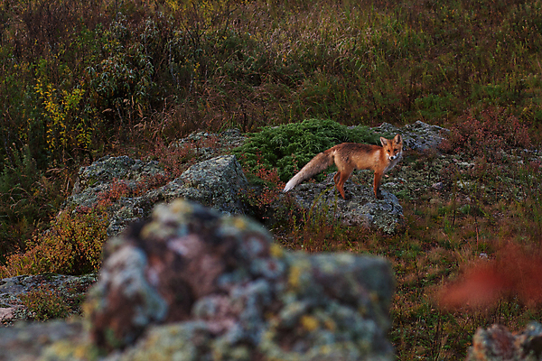 포토 JPG 해외이미지 주간 한마리 자연 풍경 사람없음 야외 가을풍경 가을 바위 소프트포커스 여우 붉은여우 해외포토 자연요소 1 계절 포유류 촬영기법 돌_바위 생태계 파일형식 가을_계절 이미지허브