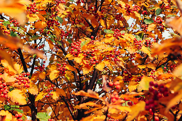 포토 JPG 해외이미지 열매 백그라운드 단풍나무 사람없음 주황색 숲 해외포토 나무 식물 컬러 단풍 파일형식 이미지허브