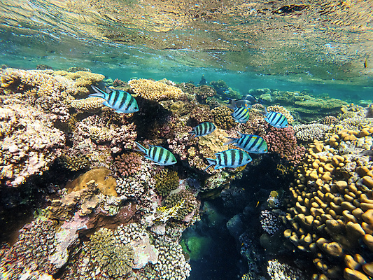 포토 JPG 해외이미지 바다 여러마리 자연 어류 사람없음 바닷속 수중 수중사진 해외포토 다수 수중동물 생태계 파일형식 이미지허브