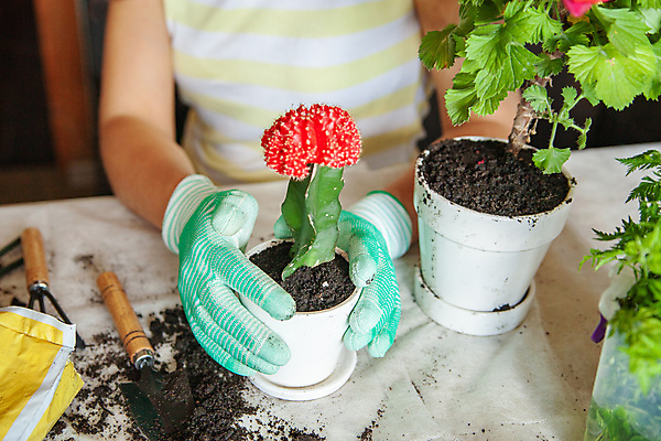 포토 JPG 해외이미지 식물 직업 여자 꽃 장갑 탁자 선인장 주택 실내 한명 취미 가로 농작물 흙 성장 벚꽃 신선 냄비 꽃집 준비 유기농 원예 진흙 내추럴 돌봄 방법 원예사 해외포토 1 웰빙 잡화 가구 농업 모션 사람 내부 건물 상점 솥 파일형식 이미지허브