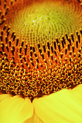 포토 JPG 해외이미지 해바라기 근접촬영 사람없음 아웃포커스 노란색 해외포토 꽃 뷰포인트 컬러 촬영기법 파일형식 이미지허브