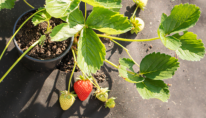 포토 JPG 해외이미지 식물 계절 열매 음식 잎 밭 농업 과일 자연 딸기 건강 사람없음 야외 빨간색 초록색 여름 농장 정원 흙 활발 수확 성장 나뭇가지 신선 그룹 달콤 맛 유기농 원예 내추럴 밭일 숙성 맛있는 해외포토 나무 웰빙 산업 컬러 컨셉 취미 생태계 파일형식 이미지허브