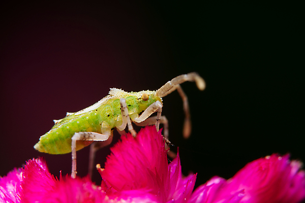 포토 JPG 해외이미지 곤충 자연 사람없음 초록색 갈색 벌레 고립 암살자 해외포토 동물 컬러 생태계 파일형식 이미지허브