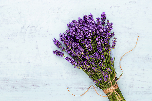 포토 JPG 해외이미지 식물 꽃 꽃다발 백그라운드 자연 사람없음 컬러풀 뷰티 정원 보라색 벚꽃 흰색 신선 정상 다발 허브 제비꽃 아로마 아로마테라피 라벤더 내추럴 고립 해외포토 컬러 생태계 테라피 파일형식 이미지허브