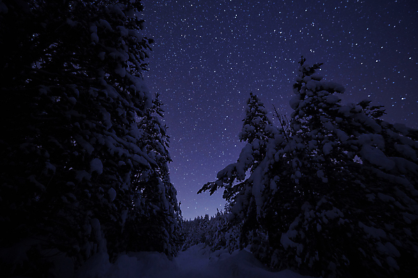 포토 JPG 해외이미지 나무 별 밤하늘 사람없음 야외 보라색 분위기 야간 감성 몽환 겨울풍경 눈덮임 해외포토 자연요소 식물 컬러 컨셉 겨울 하늘 풍경 파일형식 이미지허브