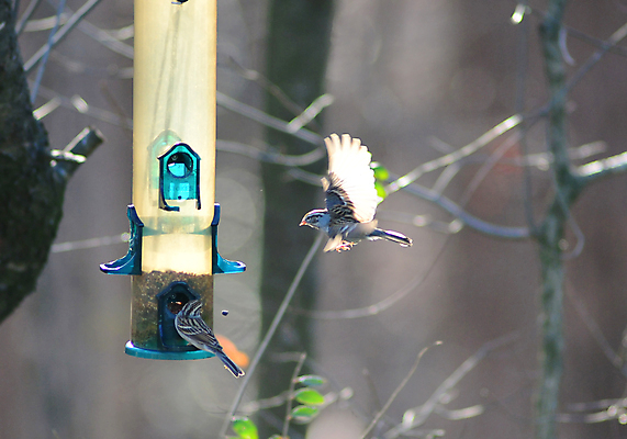포토 JPG 해외이미지 이동 겨울 자연 조류 바람 휴가 주택 씨앗 앉기 사람없음 햇빛 맑음 회색 추위 흰색 고독 먹이 낟알 기아 배고픔 깃털 싱글 참새 F 수유 혼자 해외포토 자연요소 식물 동물 알파벳 계절 감정 컬러 컨셉 모션 날씨 건물 태양 사회이슈 생태계 파일형식 이미지허브