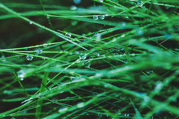 포토 JPG 해외이미지 식물 백그라운드 잎 자연 아침 날씨 잔디 사람없음 야외 초록색 물 환경 정원 침묵 봄 젖음 성장 물방울 신선 액체 떨어짐 이슬 빗방울 순수 질감 보케 내추럴 블러 해외포토 주간 자연요소 계절 컬러 컨셉 소리 비_날씨 생태계 파일형식 이미지허브