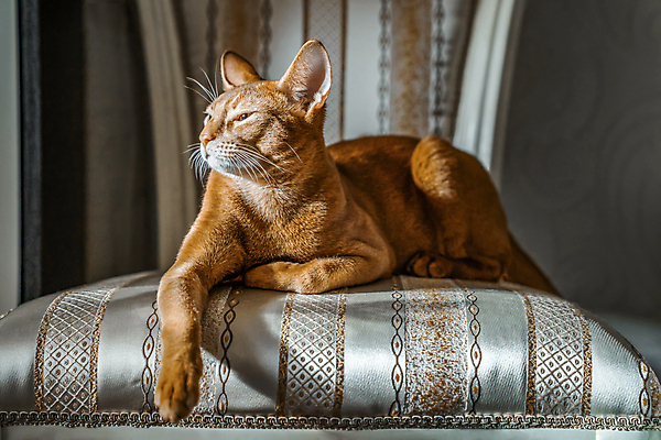 포토 JPG 해외이미지 동물 1 포즈 가구 백그라운드 의자 오렌지 휴식 사람없음 빨간색 반려동물 갈색 노란색 귀여움 고양이 자신감 우아함 빨간머리 거짓말 기르기 심각 유래 해외포토 헤어스타일 감정 컬러 생활용품 컨셉 과일 포유류 돌봄 파일형식 이미지허브