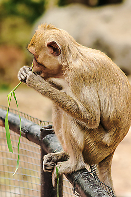 포토 JPG 해외이미지 동물 여자 남자 행복 야생동물 포유류 포옹 자연 놀이 하늘 휴식 생물 털 앉기 사람없음 물 울타리 뷰티 귀여움 우정 원숭이 아기 잡기 기다림 숲 플라스틱 모피 먹기 사파리 봉 유인원 옛날 해외포토 자연요소 감정 컨셉 안기 모션 재질 사람 친구 담장 생태계 파일형식 이미지허브