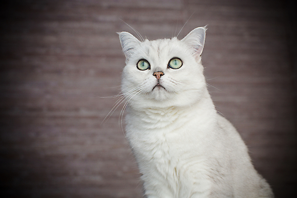 포토 JPG 해외이미지 동물 손 응시 행복 얼굴 백그라운드 포유류 자연 주택 털 건강 사랑 성인 사람없음 반려동물 뷰티 고양이 봄 회색 흰색 달콤 작음 모피 귀 솜털 고립 기르기 유래 접기 직진 스코틀랜드 해외포토 시선 계절 감정 컬러 모션 영국 사람 건물 신체부위 맛 크기 생태계 돌봄 파일형식 이미지허브