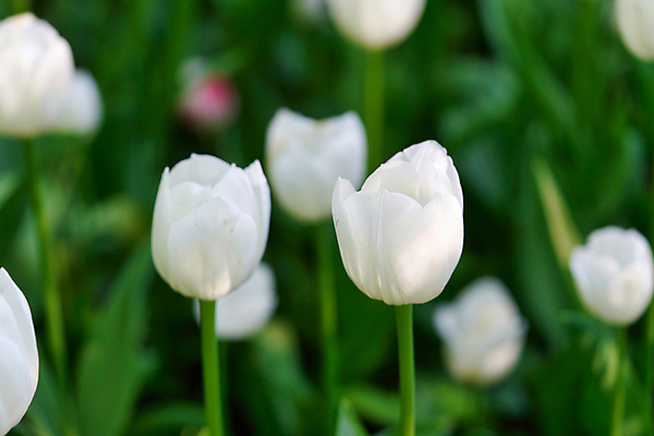 포토 JPG 해외이미지 식물 디자인 계절 공원 꽃잎 꽃 분홍색 꽃다발 백그라운드 잎 꽃무늬 밭 자연 휴가 사랑 풍경 초원 사람없음 야외 빨간색 초록색 여름 컬러풀 햇빛 태양 뷰티 노란색 정원 맑음 보라색 봄 활발 낭만 튤립 벚꽃 신선 개화 네덜란드 내추럴 해외포토 자연요소 공공시설 감정 유럽 컬러 컨셉 무늬 농업 날씨 생태계 파일형식 이미지허브