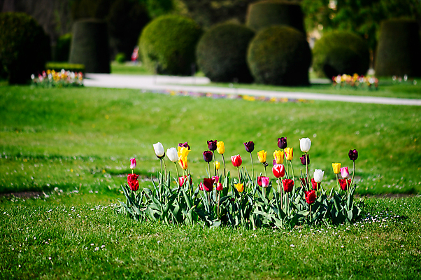 포토 JPG 해외이미지 식물 계절 공원 꽃잎 꽃 백그라운드 꽃무늬 밭 자연 사람없음 야외 가로 초록색 컬러풀 뷰티 노란색 환경 정원 보라색 봄 성장 벚꽃 시골 신선 도시 개화 조경 내추럴 해외포토 공공시설 컬러 무늬 농업 생태계 파일형식 이미지허브