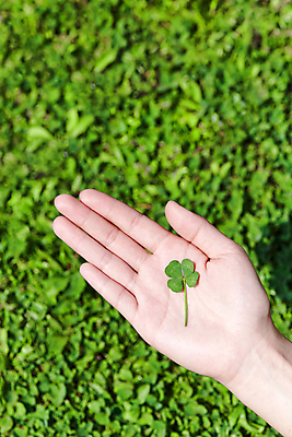 포토 JPG 주간 손 백그라운드 자연 들기 초원 야외 신체부위 행운 네잎클로버 클로버 국내포토 자연요소 식물 컨셉 모션 사람 생태계 파일형식