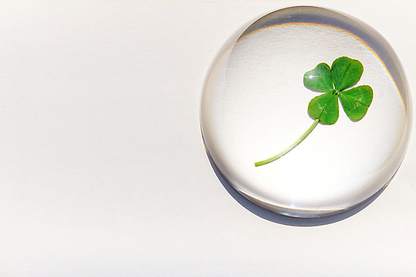 포토 JPG 주간 백그라운드 사람없음 야외 하이앵글 행운 네잎클로버 오브젝트 흰배경 국내포토 자연요소 식물 뷰포인트 컨셉 흰색 클로버 파일형식