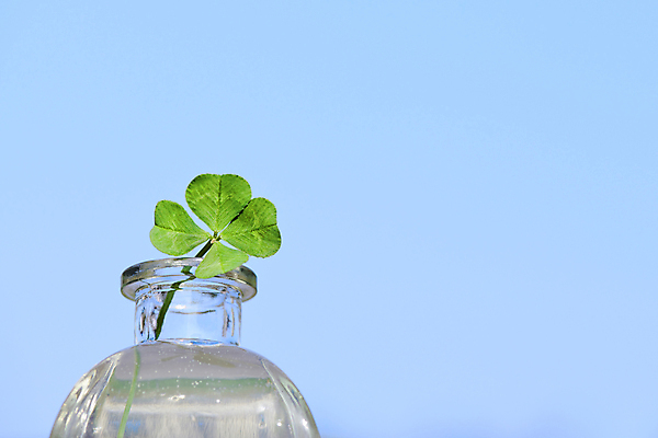 포토 JPG 주간 백그라운드 하늘 근접촬영 사람없음 야외 행운 네잎클로버 물병 담기 카피스페이스 국내포토 자연요소 식물 뷰포인트 컨셉 모션 공백 클로버 물통 파일형식