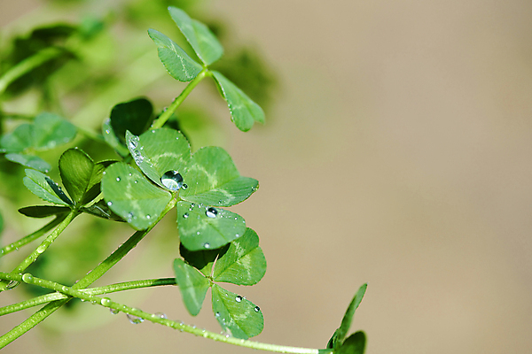 포토 자연요소 식물 뷰포인트 컨셉 촬영기법 클로버 생태계 파일형식 아웃포커스 네잎클로버 자연 행운 백그라운드 물방울 야외 근접촬영 JPG 사람없음 주간 국내포토