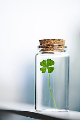 포토 JPG 주간 백그라운드 유리병 사람없음 야외 아웃포커스 행운 네잎클로버 담기 국내포토 자연요소 식물 컨셉 모션 병_용기 촬영기법 클로버 파일형식