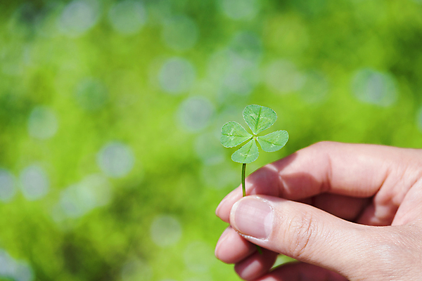 포토 JPG 주간 손 백그라운드 자연 들기 야외 아웃포커스 신체부위 행운 네잎클로버 보케 국내포토 자연요소 식물 컨셉 모션 촬영기법 사람 클로버 생태계 파일형식