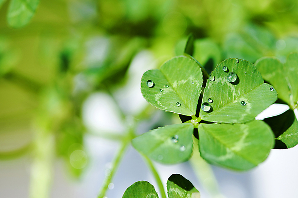 포토 JPG 주간 식물 백그라운드 자연 근접촬영 사람없음 야외 아웃포커스 물방울 행운 네잎클로버 국내포토 자연요소 뷰포인트 컨셉 촬영기법 클로버 생태계 파일형식