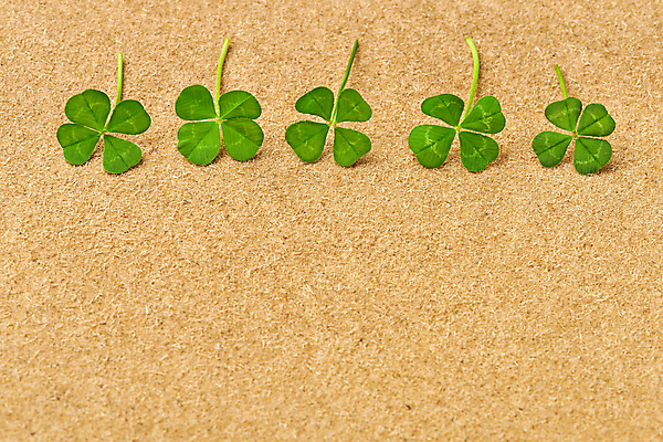 포토 JPG 스튜디오촬영 백그라운드 실내 사람없음 행운 네잎클로버 카피스페이스 갈색배경 국내포토 식물 컨셉 내부 갈색 공백 클로버 파일형식