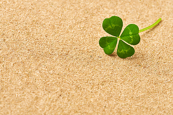 포토 JPG 스튜디오촬영 백그라운드 실내 근접촬영 사람없음 행운 네잎클로버 카피스페이스 갈색배경 국내포토 식물 뷰포인트 컨셉 내부 갈색 공백 클로버 파일형식