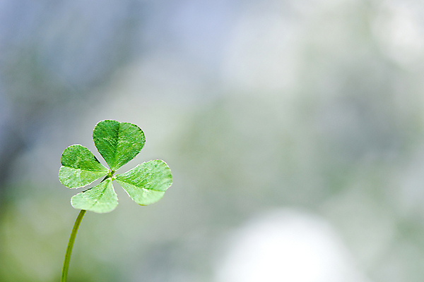포토 JPG 주간 백그라운드 근접촬영 사람없음 야외 아웃포커스 행운 네잎클로버 보케 국내포토 자연요소 식물 뷰포인트 컨셉 촬영기법 클로버 파일형식