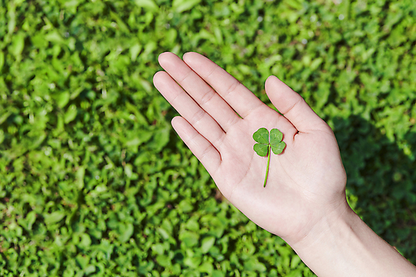 포토 JPG 주간 식물 무료이미지 손 백그라운드 자연 들기 초원 야외 신체부위 하이앵글 행운 네잎클로버 국내포토 자연요소 뷰포인트 컨셉 모션 사람 클로버 생태계 파일형식