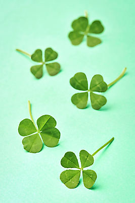 포토 식물 뷰포인트 백그라운드 컨셉 촬영기법 실내 내부 초록색 클로버 파일형식 일렬 아웃포커스 초록배경 네잎클로버 행운 스튜디오촬영 근접촬영 JPG 사람없음 국내포토