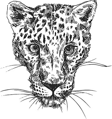 포토 JPG 해외이미지 동물 디자인 실루엣 얼굴 야생동물 패턴 일러스트 포유류 아프리카 자연 추상 털 사람없음 그래픽 머리 검은색 고양이 힘 흰색 점 우아함 인쇄 위험 만화 스케치 문신 심볼 오브젝트 사인 싱글 그림 육식동물 치타 표범 고립 사바나 엘리먼트 총구 해외일러스트 나라 컬러 컨셉 무늬 촬영기법 미술 신체부위 반려동물 생태계 파일형식 이미지허브