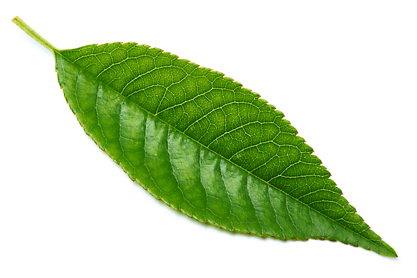 포토 JPG 해외이미지 나무 식물 계절 줄기 잎 자연 사람없음 초록색 새싹 환경 봄 성장 신선 허브 흰배경 유기농 내추럴 개발 고립 생태학 그리너리 해외포토 웰빙 교육 컬러 백그라운드 흰색 생태계 파일형식 트랜드컬러 이미지허브