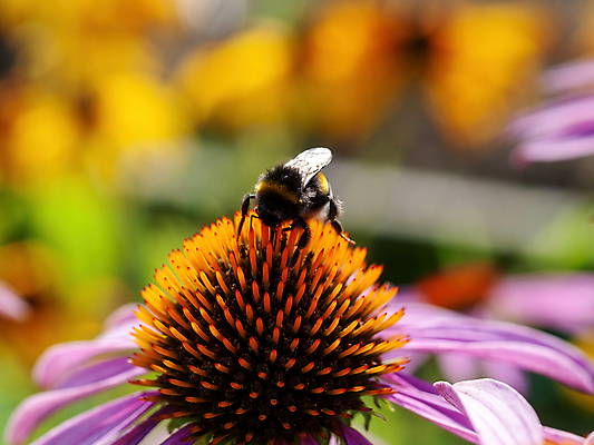 포토 JPG 해외이미지 식물 꽃잎 꽃 야생동물 곤충 백그라운드 꽃무늬 밭 자연 앉기 사람없음 야외 초록색 햇빛 뷰티 노란색 정원 들꽃 벚꽃 꿀벌 수분 묘사 꽃가루 꿀 내추럴 꽃수술 호박벌 해외포토 동물 컬러 무늬 농업 모션 태양 벌_곤충 가루 생태계 파일형식 이미지허브