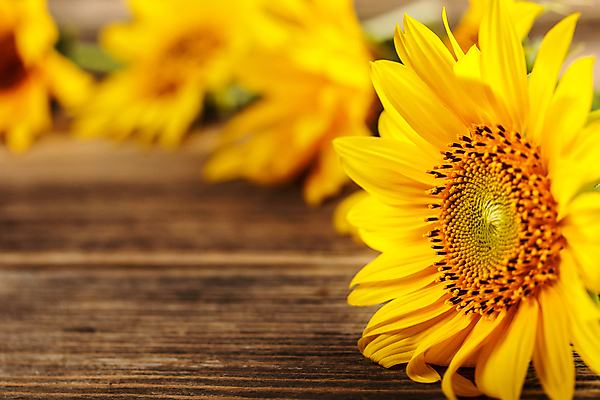 포토 JPG 해외이미지 해바라기 실내 사람없음 아웃포커스 카피스페이스 나무배경 해외포토 꽃 백그라운드 촬영기법 내부 공백 파일형식 이미지허브