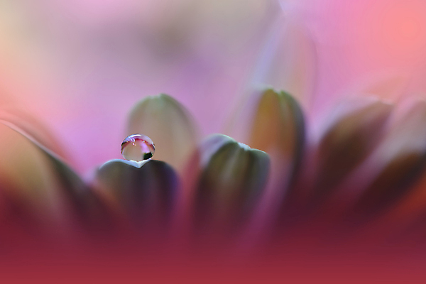 포토 JPG 해외이미지 식물 디자인 배너 꽃 백그라운드 꽃무늬 자연 벽지 추상 휴가 새로움 기념 사랑 미술 사람없음 장식 여름 컬러풀 뷰티 봄 낭만 덮개 벚꽃 물방울 축하 인사 신용카드 메뉴 데이지 캔버스 초대 파스텔톤 국경 해외포토 계절 감정 컬러 컨셉 무늬 문화예술 금융 뚜껑 예절 생태계 파일형식 이미지허브